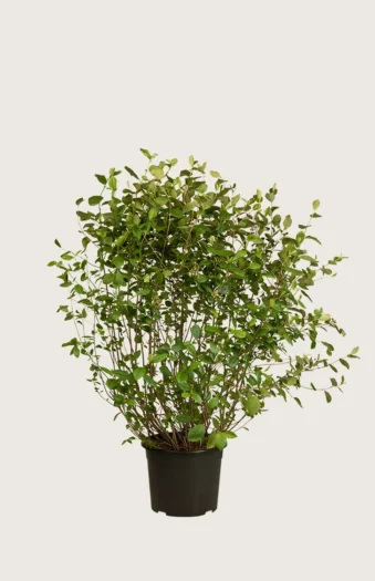 Surbær 80cm Vel forgrenet | Plantinavia