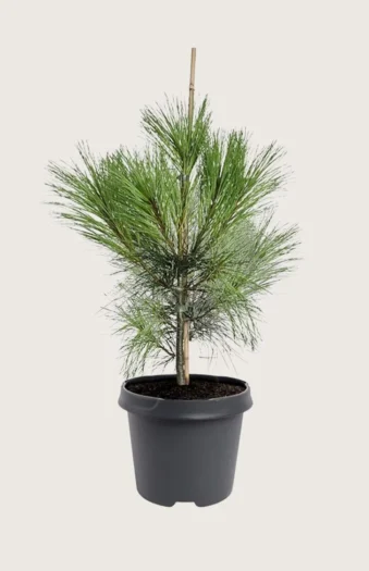 Tåre-fyr 175cm Vel forgrenet | Plantinavia