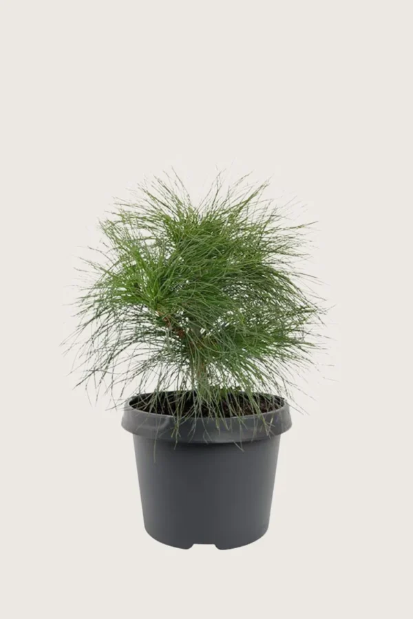 Tåre-fyr 80cm Vel forgrenet | Plantinavia