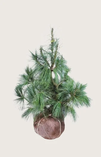 Tåre-fyr 200cm Vel forgrenet | Plantinavia