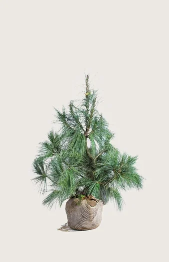 Tåre-fyr 60cm Vel forgrenet | Plantinavia