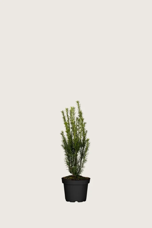 Taks 'Groenland' 15cm Forgrenet | Plantinavia