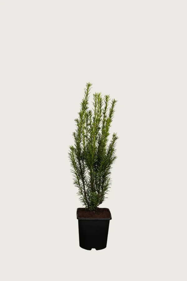 Taks 'Groenland' 30cm Forgrenet | Plantinavia