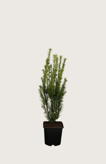 Taks 'Groenland' 60cm Forgrenet | Plantinavia