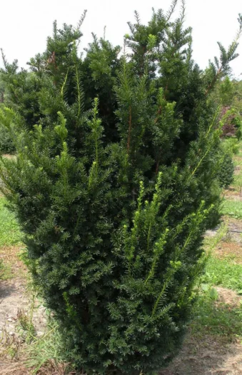 Taks Hicksii 100cm Vel forgrenet | Plantinavia