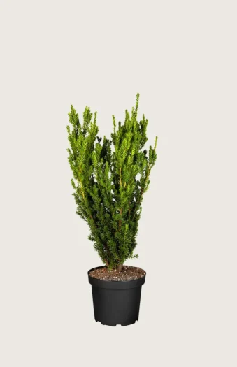 Taks Hicksii 60cm Forgrenet | Plantinavia