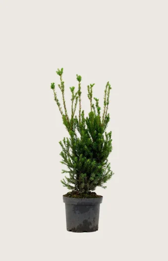 Taks Hicksii 100cm Outlet | Plantinavia