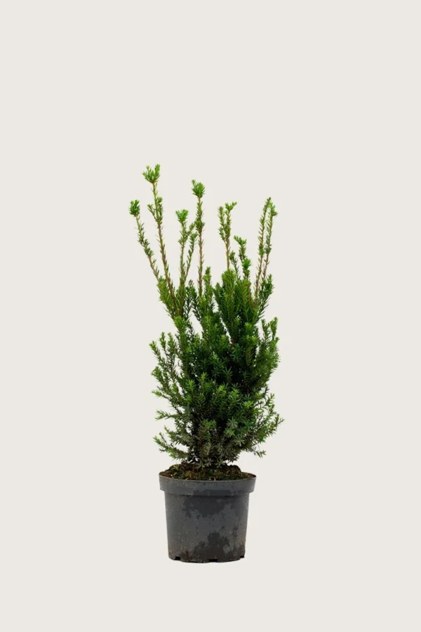 Taks Hicksii 100cm Outlet | Plantinavia