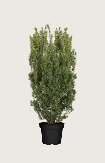 Taks Hicksii 125cm Vel forgrenet | Plantinavia