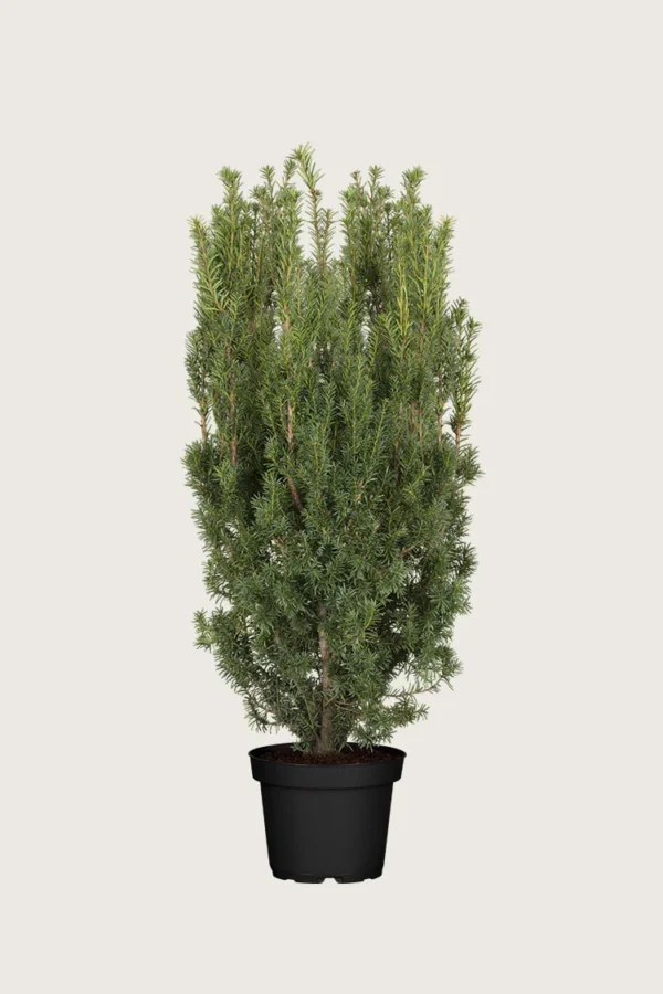 Taks Hicksii 150cm Vel forgrenet | Plantinavia
