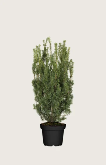 Taks Hicksii 60cm Vel forgrenet | Plantinavia