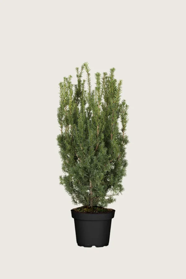Taks Hicksii 60cm Vel forgrenet | Plantinavia