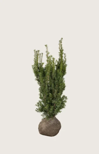 Taks Hicksii 80cm Forgrenet | Plantinavia