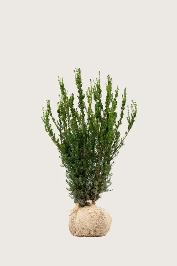 Taks Hicksii 100cm Vel forgrenet | Plantinavia