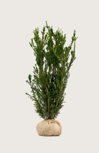 Taks Hicksii 125cm Vel forgrenet | Plantinavia