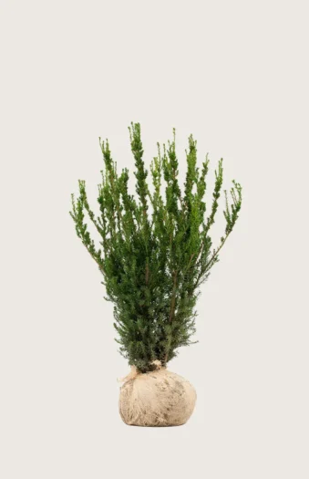 Taks Hicksii 40cm Vel forgrenet | Plantinavia