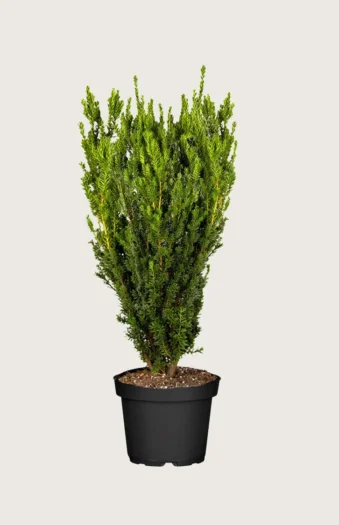 Taks Hillii 100cm Forgrenet | Plantinavia