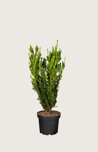 Taks Hillii 40cm Forgrenet | Plantinavia
