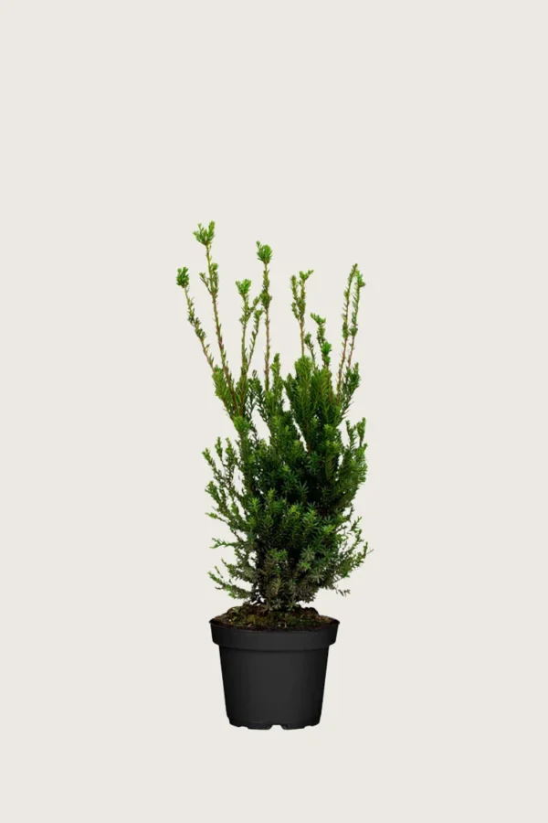 Taks Hillii 60cm Outlet | Plantinavia