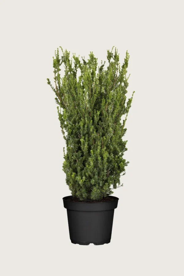 Taks Hillii 125cm Vel forgrenet | Plantinavia