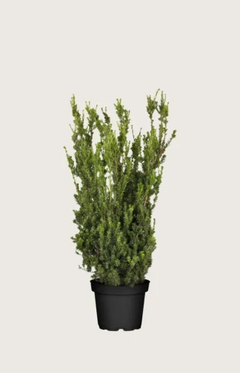 Taks Hillii 80cm Vel forgrenet | Plantinavia