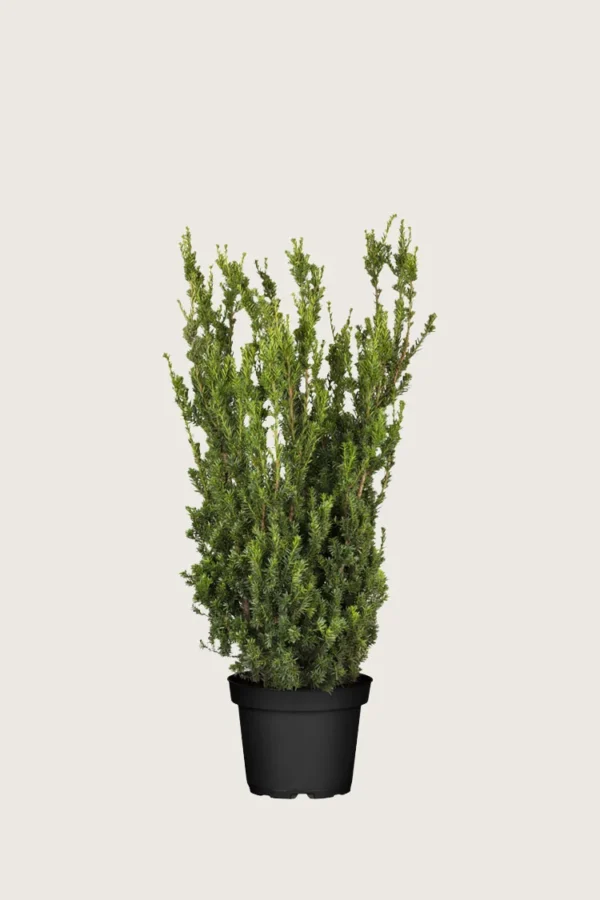 Taks Hillii 80cm Vel forgrenet | Plantinavia