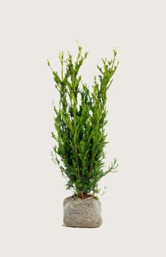 Taks Hillii 175cm Forgrenet | Plantinavia