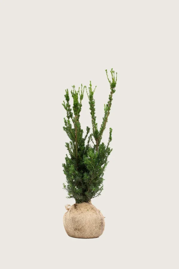 Taks Hillii 100cm Outlet | Plantinavia