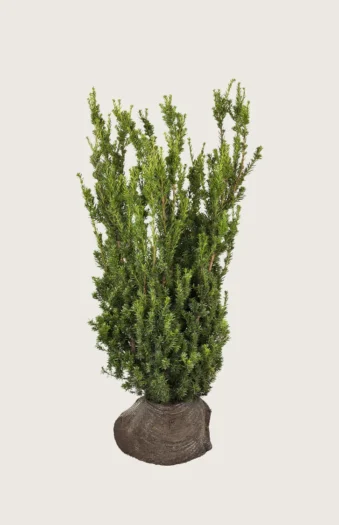 Taks Hillii 200cm Vel forgrenet | Plantinavia