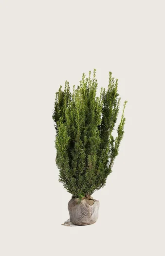 Taks Hillii 60cm Vel forgrenet | Plantinavia