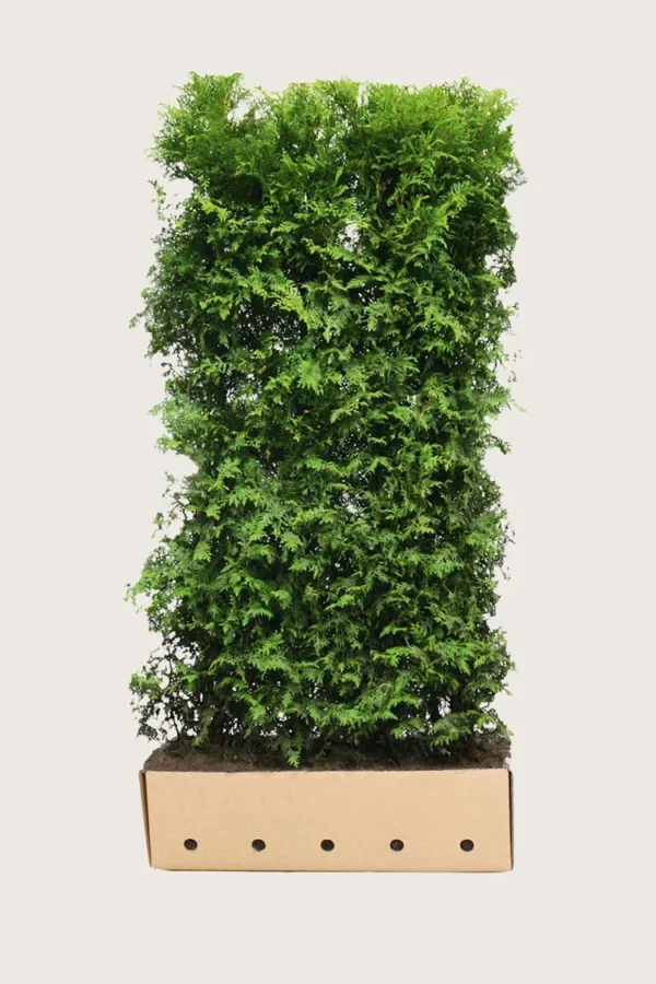 Thuja Brabant 200cm Vel forgrenet | Plantinavia