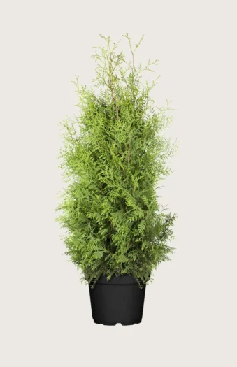 Thuja Brabant 200cm Forgrenet | Plantinavia