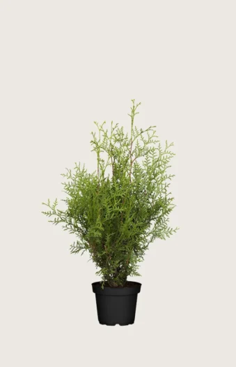 Thuja Brabant 40cm Forgrenet | Plantinavia