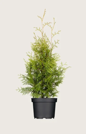 Thuja Brabant 100cm Outlet | Plantinavia