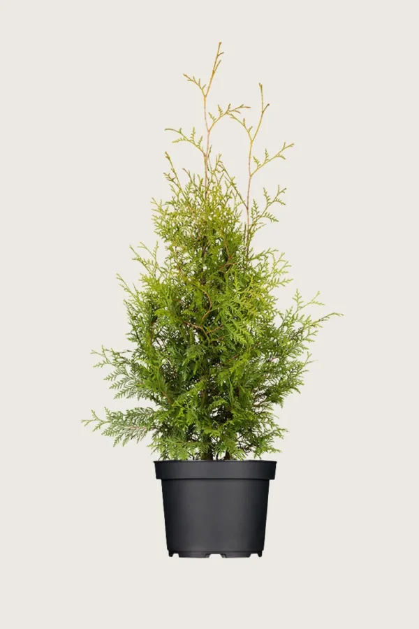 Thuja Brabant 100cm Outlet | Plantinavia