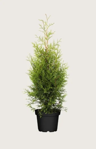 Thuja Brabant 200cm Outlet | Plantinavia