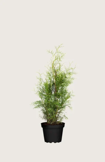 Thuja Brabant 40cm Outlet | Plantinavia