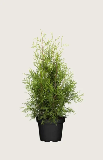 Thuja Brabant 100cm Vel forgrenet | Plantinavia