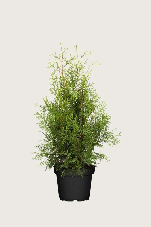 Thuja Brabant 100cm Vel forgrenet | Plantinavia