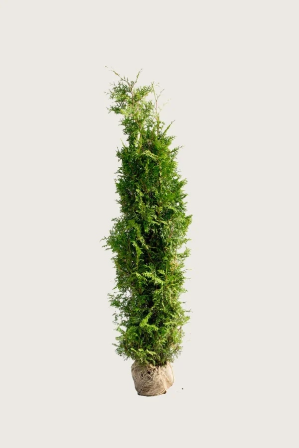 Thuja Brabant 100cm Forgrenet | Plantinavia