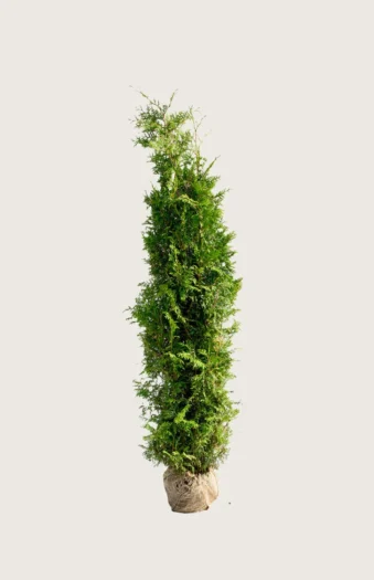 Thuja Brabant 125cm Forgrenet | Plantinavia