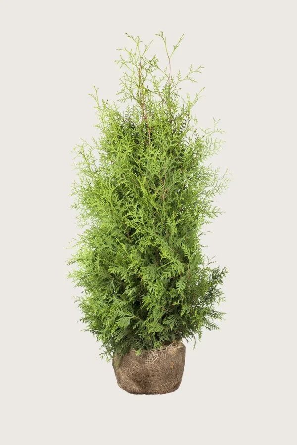 Thuja Brabant 225cm Forgrenet | Plantinavia