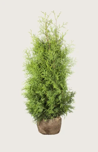 Thuja Brabant 250cm Forgrenet | Plantinavia