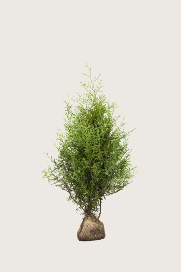 Thuja Brabant 60cm Forgrenet | Plantinavia
