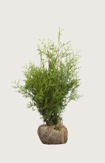 Thuja Brabant 125cm Outlet | Plantinavia