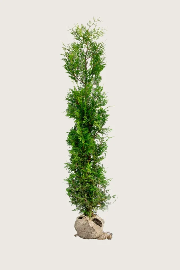 Thuja Brabant 200cm Outlet | Plantinavia