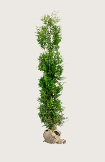 Thuja Brabant 225cm Outlet | Plantinavia