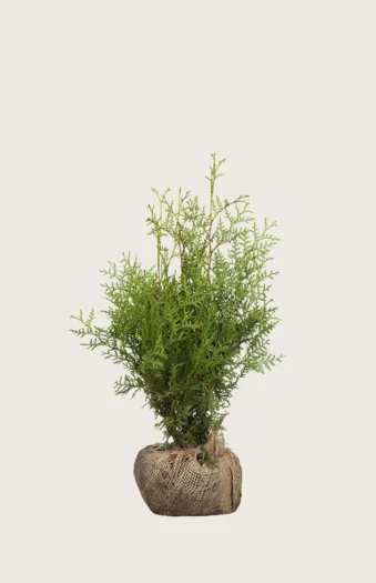 Thuja Brabant 60cm Outlet | Plantinavia