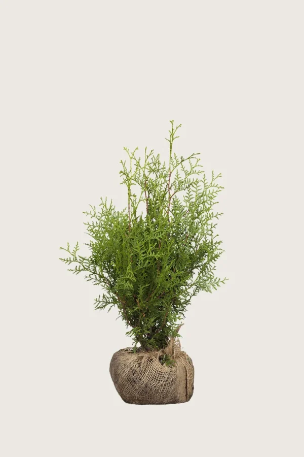 Thuja Brabant 80cm Outlet | Plantinavia