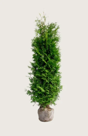 Thuja Brabant 100cm Vel forgrenet | Plantinavia